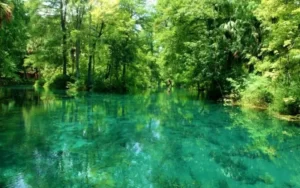 Kayaking Silver Springs