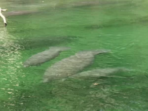 manatee kayak tours blue springs