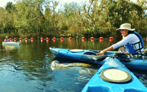 kayaking Orlando Manatee Tours