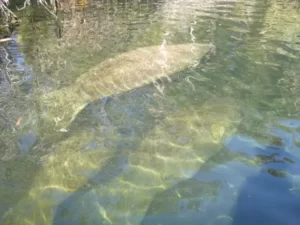 Manatee Kayak Tours Blue Springs