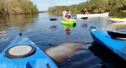 Florida kayak Tours
