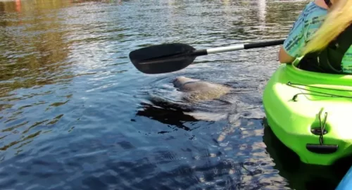 kayaking orlando