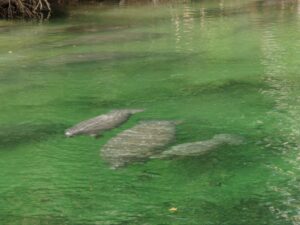 Manatee of Silver springs state park