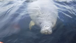 MANATEES OF BLUE SPRINGS STATE PARK