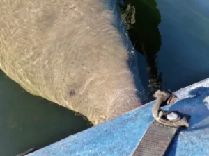 manatees of blue springs