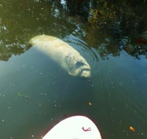 Paddle Boarding with Manatees at Silver Springs