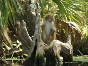 kayaking Orlando