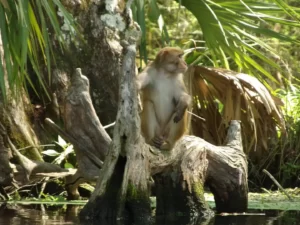 Silver Springs Kayaking