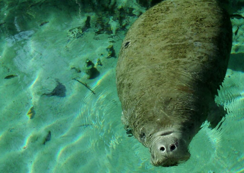 Silver Springs Clear Kayak Tours, Manatees