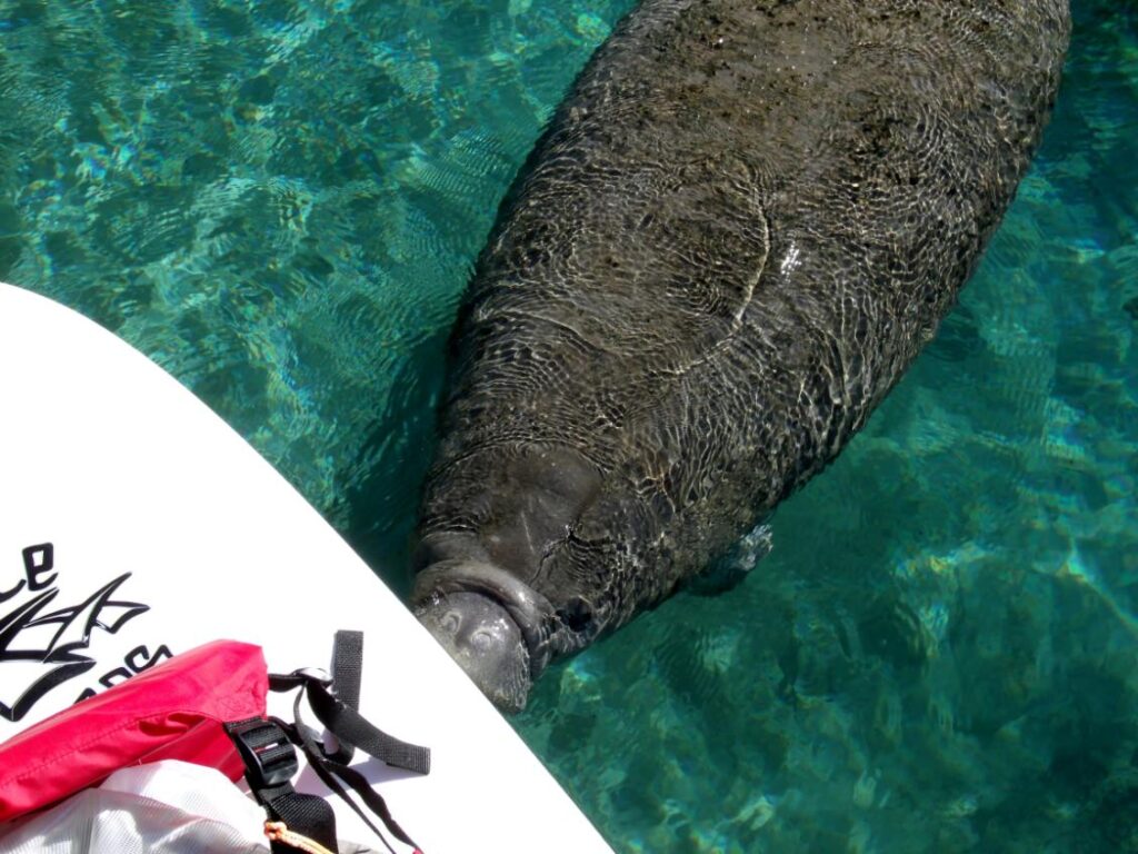 Manatee Encounters, Sliver Springs Tours