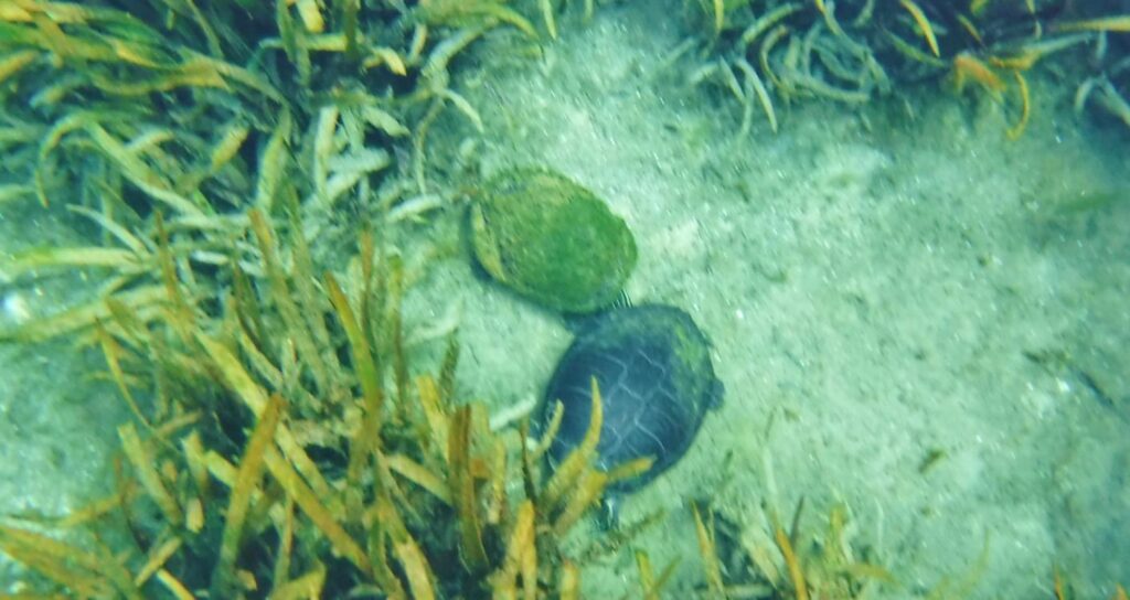 Kayak Florida - Manatee Adventures - Clear Kayak (1)