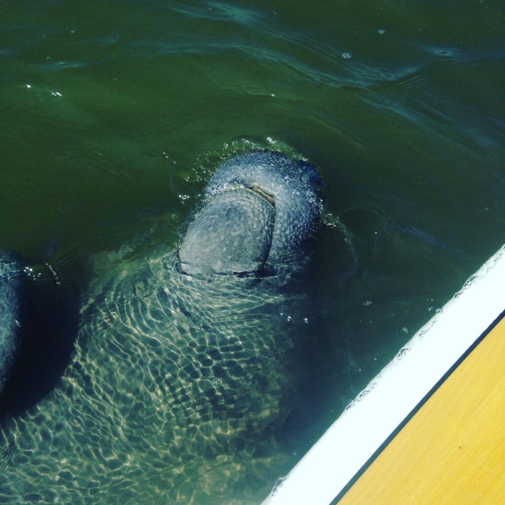 Kayak Florida - Manatee Adventures - Clear Kayak (10)