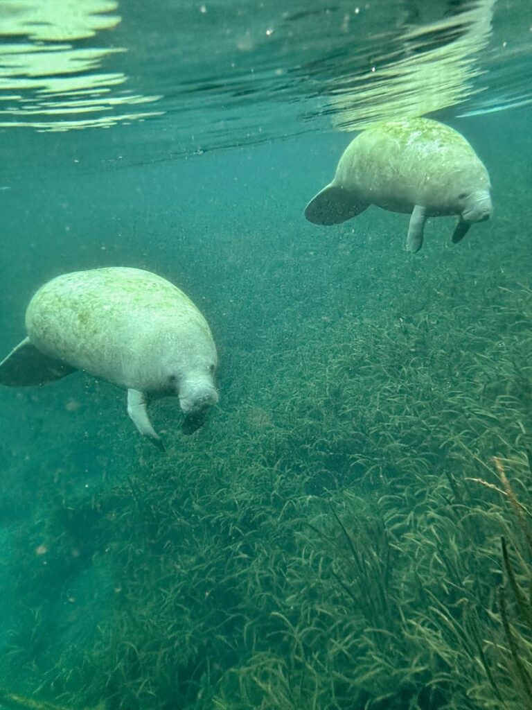 Silver Springs Clear Kayaking