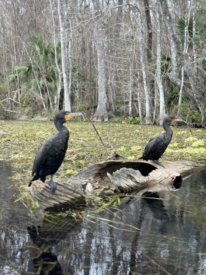 Orlando Manatee Tours