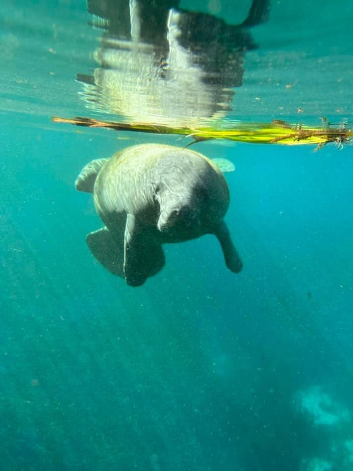 Kayak Florida - Manatee Adventures - Clear Kayak (12)