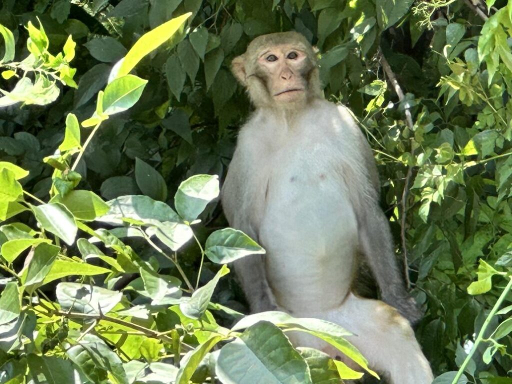 Silver Springs Clear Kayaking Monkeys