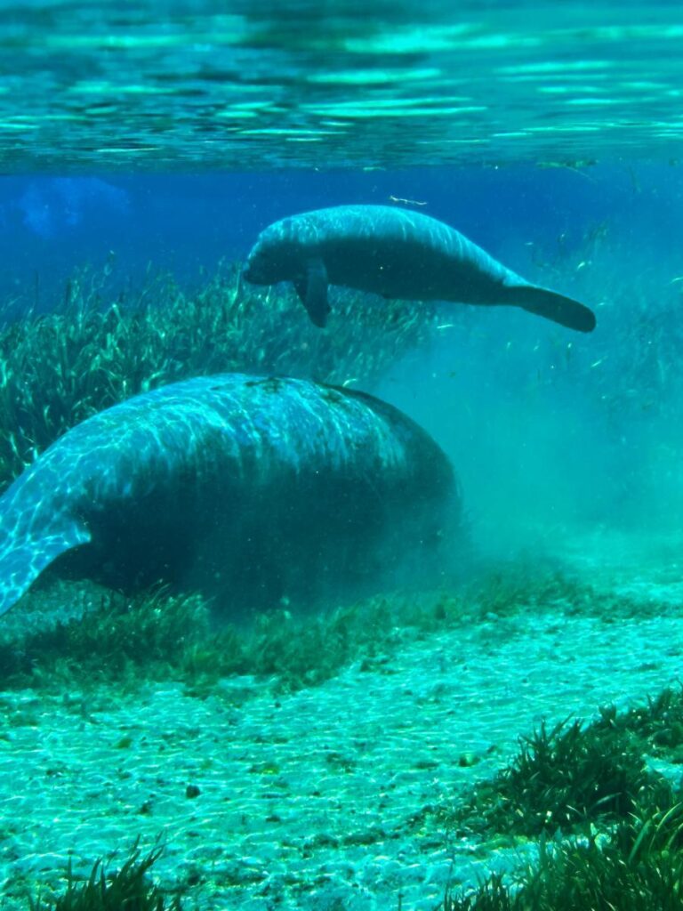 Manatee in Silver Springs