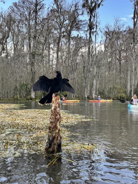 Silver Springs Kayaking