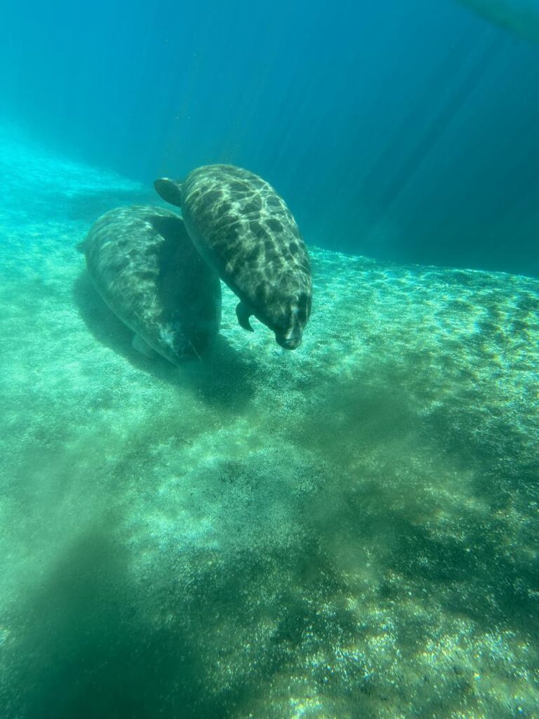 Manatees of Silver Springs