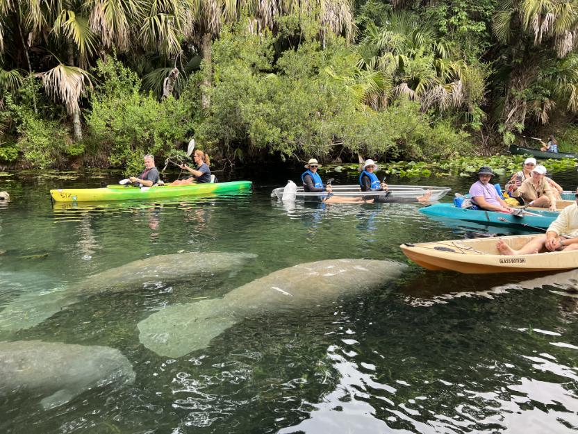 Silver Springs glass bottom boats with manatees