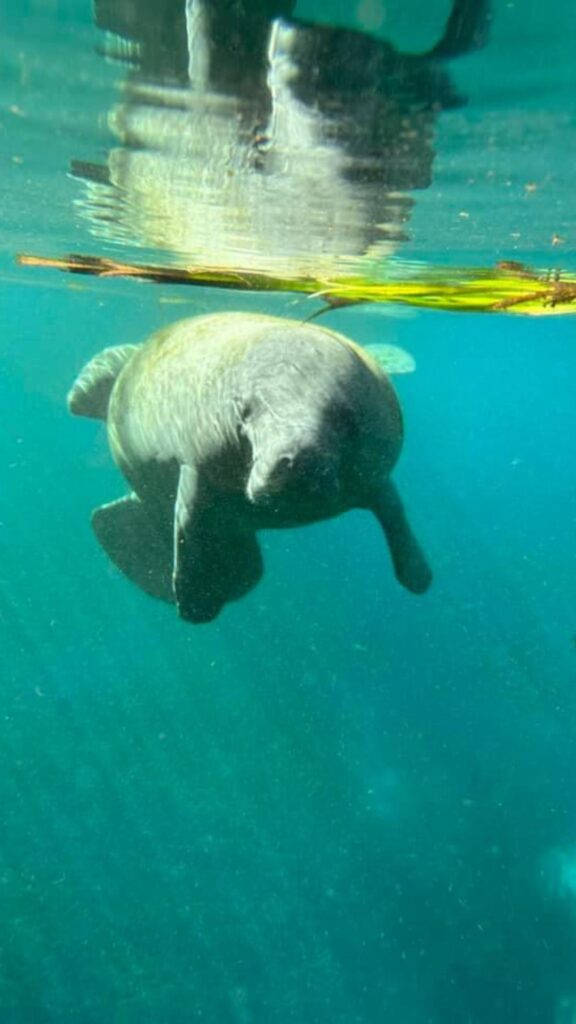 Kayak Florida - Manatee Adventures - Clear Kayak (2)