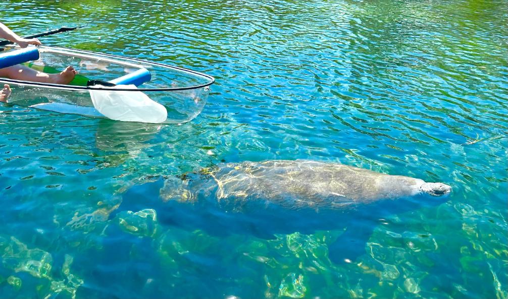 Silver Springs Clear Kayaking