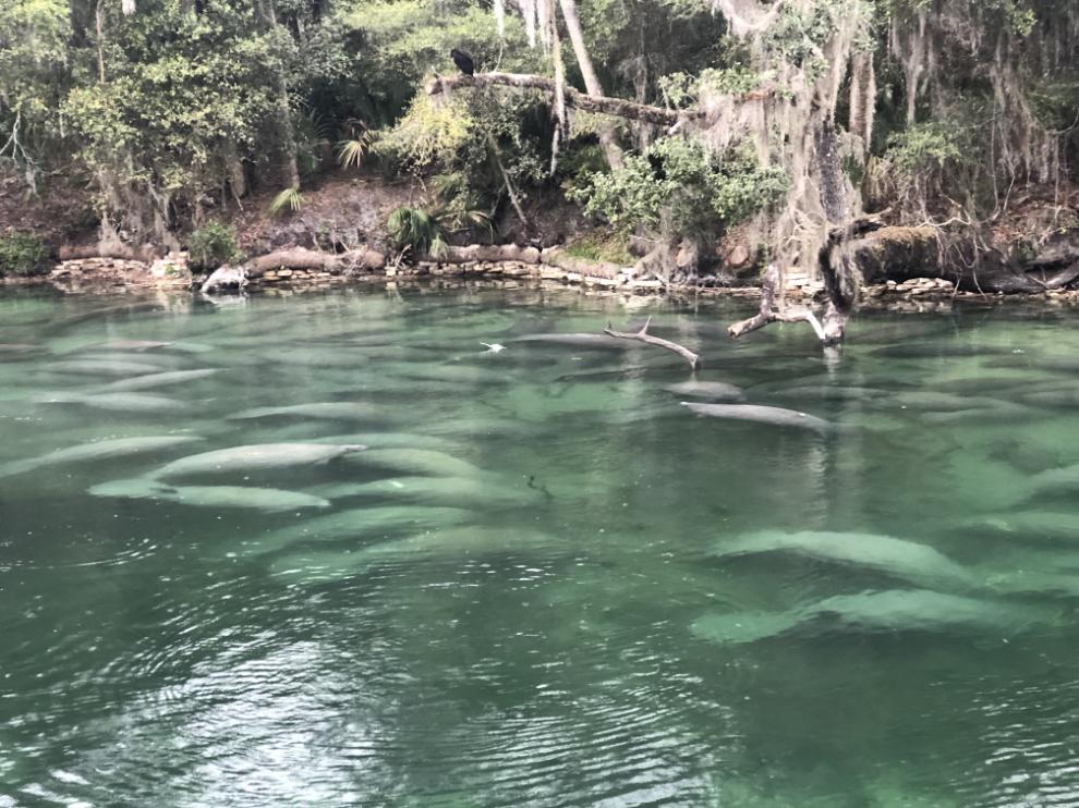 Orlando Manatee Tuors