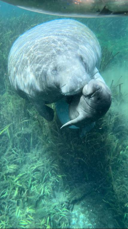 Silver Springs Clear Kayak Manatee Tours