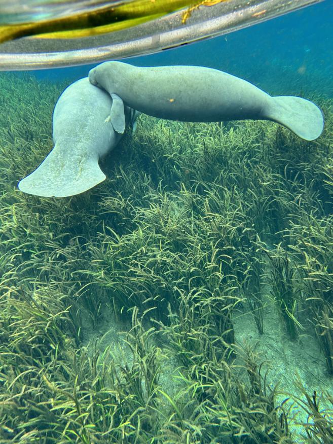 Kayak-Florida-Manatee-Adventures-Clear-Kayak (9)