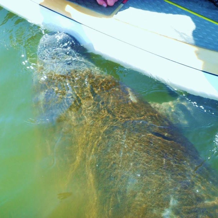 Orlando Kayaking