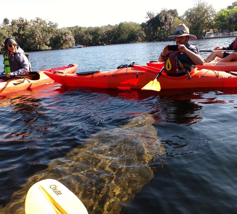 Blue Springs Manatee Tours